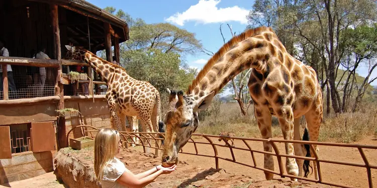 Giraffe Centre & Elephant Orphanage