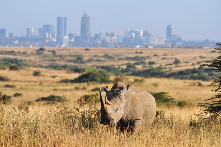 Nairobi National Park Tour