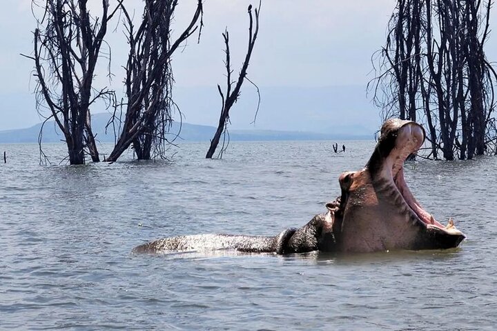 Naivasha Day Trip